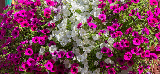 Beautiful array of pink and white petunias decorating window boxed