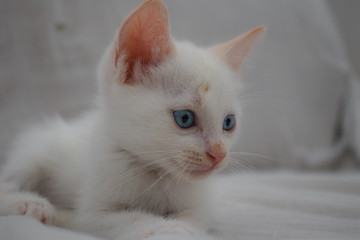 Gatito bebe adorable