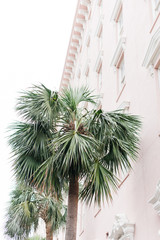 palmboom tegen roze gebouw