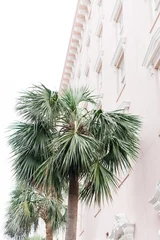 Foto auf Acrylglas Weiß Palme gegen rosa Gebäude