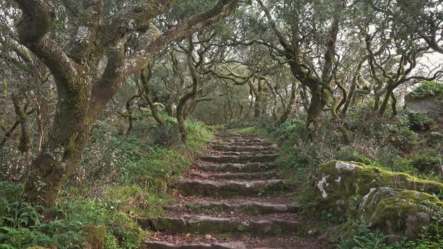 Path in mysterious forest of Bussaco, Coimbra, Portugal, 4k
