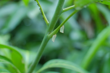 whiteflies on mango tree