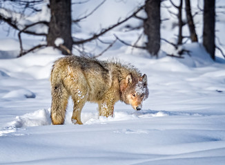 Beautiful wolf turns toward camera
