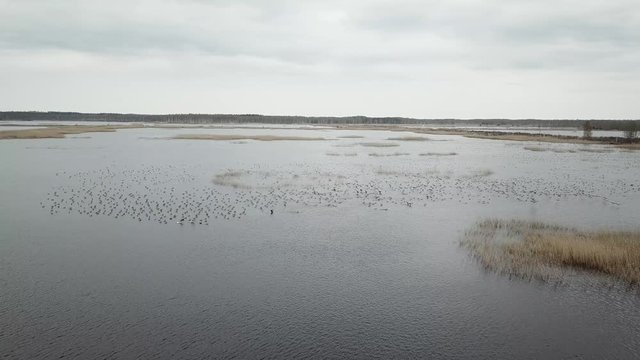 Large Flock Of Birds Feeding Together In The Marshland Under A Cloudy Sky - Wide Shot