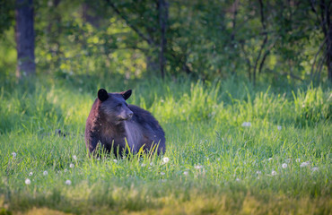 Black bear in grassy meadow in spring