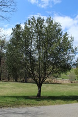 trees in the park