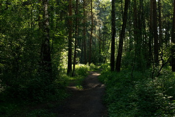 Fototapeta na wymiar Summer forest path. Moscow region. Russia.