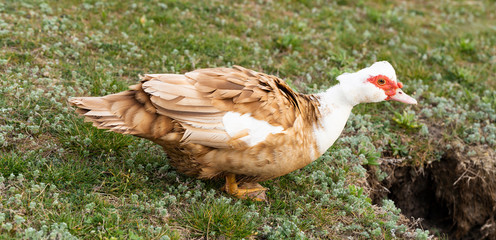 Muscovy duck (Cairina moschata momelanotus) is a large duck native to Mexico and Central and South America.