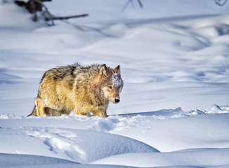 Coyote walks through deep snow in Yellowstone