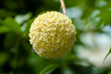  Citrus Japonica, Rutaceae, Tiny White Flowers In Ball Shape Stock Photo