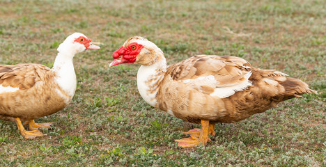 Muscovy duck (Cairina moschata momelanotus) is a large duck native to Mexico and Central and South America. A pair of waterfowl.