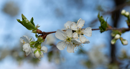 Cherry blossom. White flowers of a fruit tree close-up.