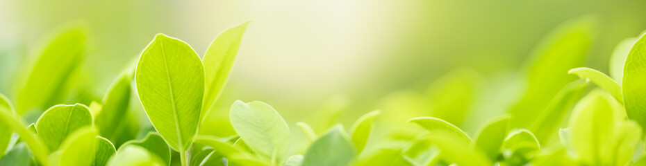 Closeup beautiful nature view of green leaf on blurred greenery background in garden with copy space using as background natural green plants landscape, ecology, fresh wallpaper cover concept.