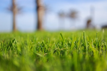 green grass and blue sky background 