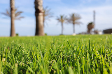 green grass and blue sky background 