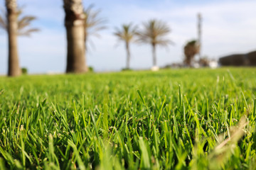 green grass and blue sky background 