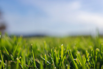 green grass and blue sky background 