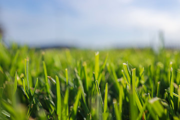 green grass and blue sky background 