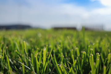 green grass and blue sky background 