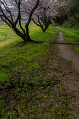 Obraz premium 散歩道