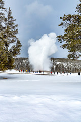 Eruption of Ole Faithful in Yellowstone park in winter