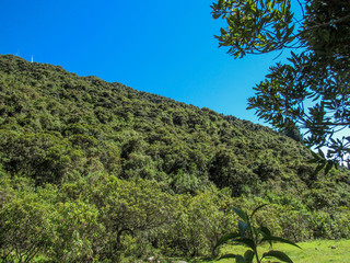 trees and mountains
