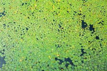 bird's-eye view of fringed waterlily. bird's-eye view of water plant leaf . bird's-eye view of wetland summer scenery
