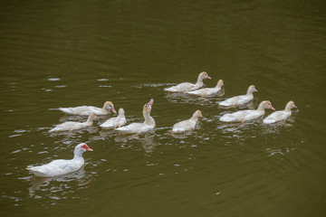 A family of ten young white ducks swimming under supervision of the mother - 346345781
