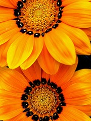 dos flores anaranjadas