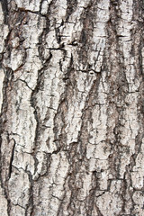 Bark Gray colorf