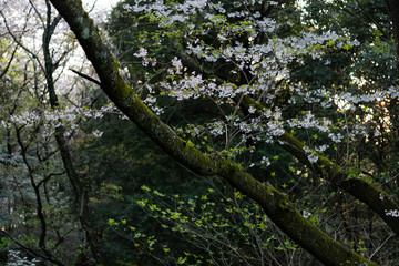 Fototapeta premium 山の中の桜