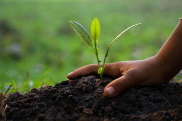 Hands of children are planting trees on the ground.
