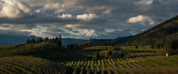 Orchards and Mountains in Hood River