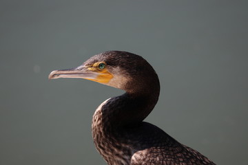 カワウ