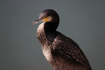 カワウ