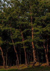 Fototapeta premium 細長い木