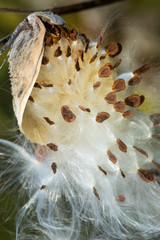 Silky winged seeds of a milkweed flower in Vernon, Connecticut.