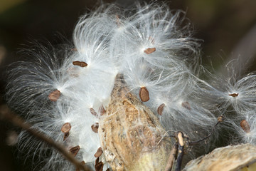 Silky winged seeds of a milkweed flower in Vernon, Connecticut.