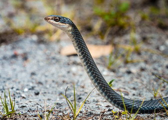 snake in the grass