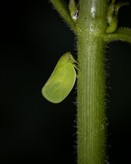 green leaf hopper on a stem