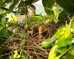 mother and baby birds