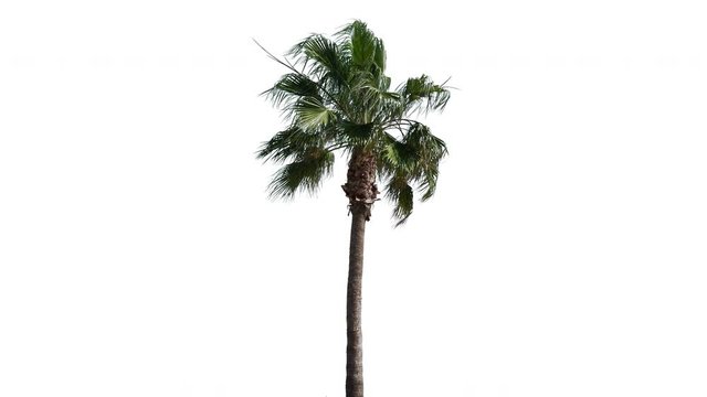 High quality 10bit 4K footage of palm tree on the wind isolated on white background.  Made from 14bit RAW