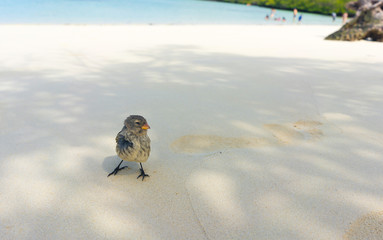 Small bird walks along the beach in Galapagos
