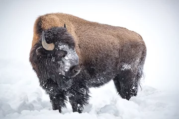 Zelfklevend Fotobehang Large brown, horned bison, .buffalo, covered in snow in Yellowstone in Winter © Jo