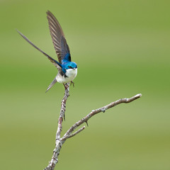 Tree Swallow in hunting flight