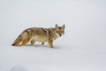 Looking right a camera, beautiful coyote in winter