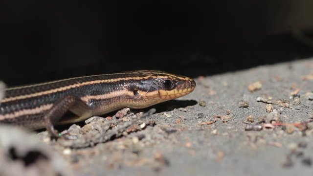 Side Angle Of A Southeastern Five Lined Skink