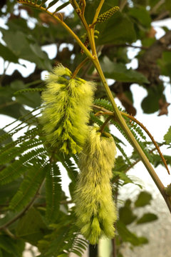 Albizia, Cape Leeuwin Wattle, Cape Wattle, Crested Wattle or plume albizia (Paraserianthes lophantha).