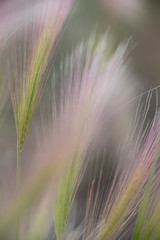 close up of foxtail barley