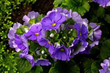 Primula obconica hance in the botanical garden.